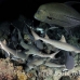 shark_whitetip_reef_mancg_ci_h_0175_cos0488.jpg